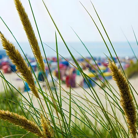 Aurora Vila *